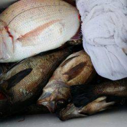 オーフリー 釣果