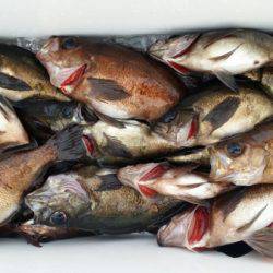 オーフリー 釣果