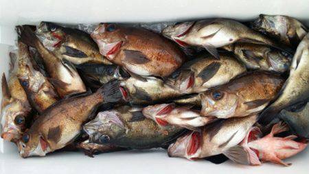 オーフリー 釣果