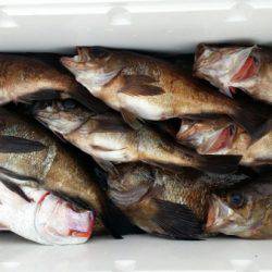 オーフリー 釣果