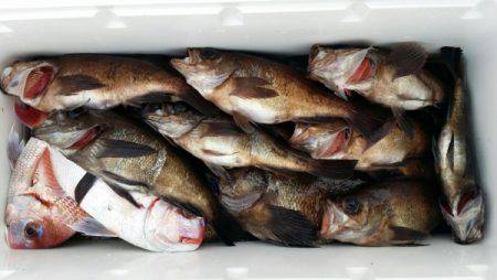 オーフリー 釣果