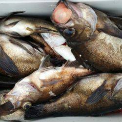 オーフリー 釣果