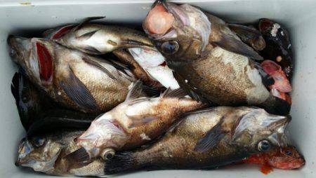 オーフリー 釣果