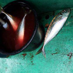 第三むつりょう丸 釣果