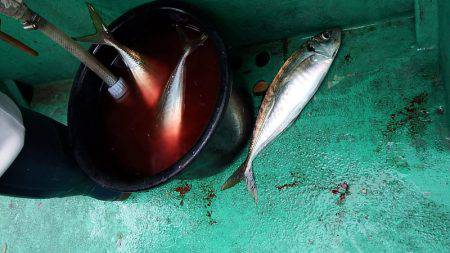 第三むつりょう丸 釣果