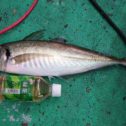 第三むつりょう丸 釣果