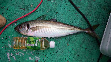 第三むつりょう丸 釣果