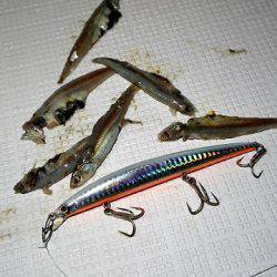 フルコンタクト 釣果