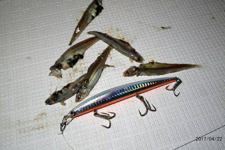 フルコンタクト 釣果