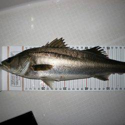 フルコンタクト 釣果