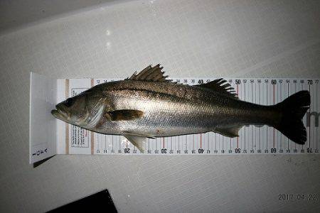 フルコンタクト 釣果