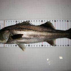 フルコンタクト 釣果