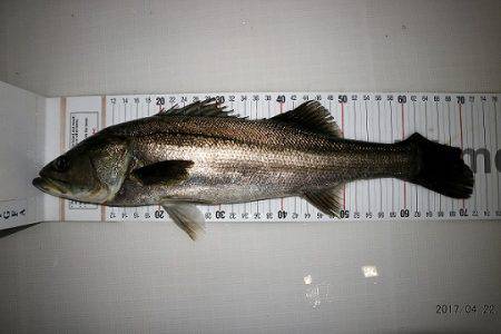 フルコンタクト 釣果