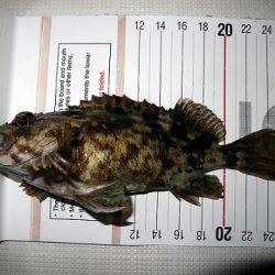 フルコンタクト 釣果