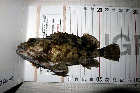 フルコンタクト 釣果