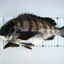 フルコンタクト 釣果