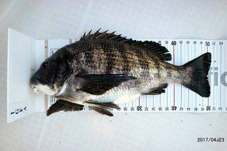 フルコンタクト 釣果