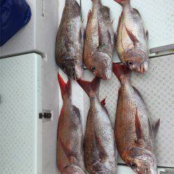 マタウマリンサービス 釣果