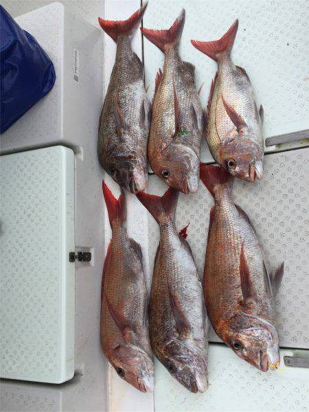 マタウマリンサービス 釣果