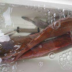 松本釣船２ 釣果