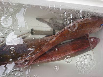 松本釣船２ 釣果