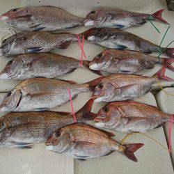 松本釣船２ 釣果