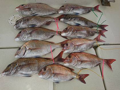 松本釣船２ 釣果