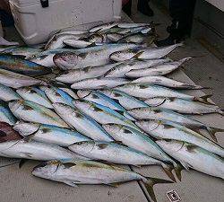 海龍丸(福岡) 釣果