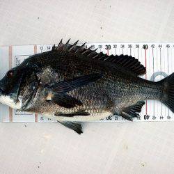 フルコンタクト 釣果