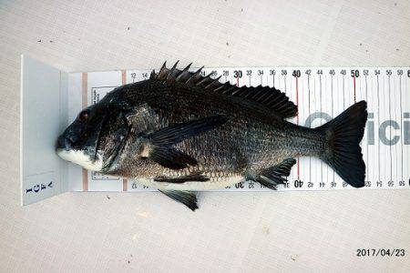 フルコンタクト 釣果