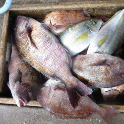 海釣り公園みかた 釣果