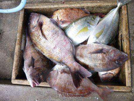 海釣り公園みかた 釣果