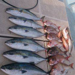 旭星釣りセンター 釣果