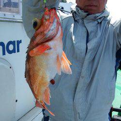 第三むつりょう丸 釣果