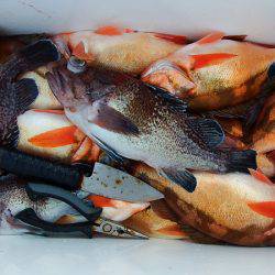 第三むつりょう丸 釣果