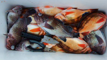 第三むつりょう丸 釣果