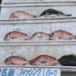 松名瀬フィッシングパーク 釣果