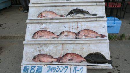 松名瀬フィッシングパーク 釣果