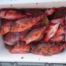 オーフリー 釣果