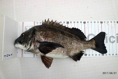 フルコンタクト 釣果