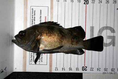 フルコンタクト 釣果