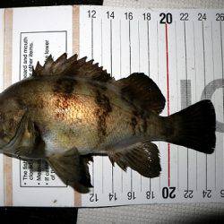 フルコンタクト 釣果