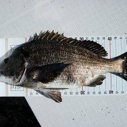 フルコンタクト 釣果