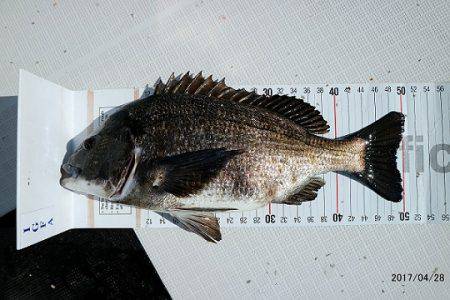 フルコンタクト 釣果