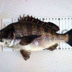 フルコンタクト 釣果