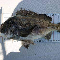 フルコンタクト 釣果