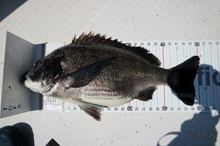 フルコンタクト 釣果