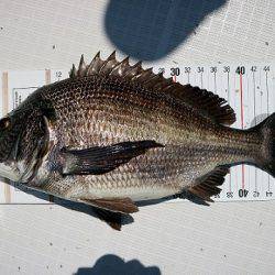 フルコンタクト 釣果