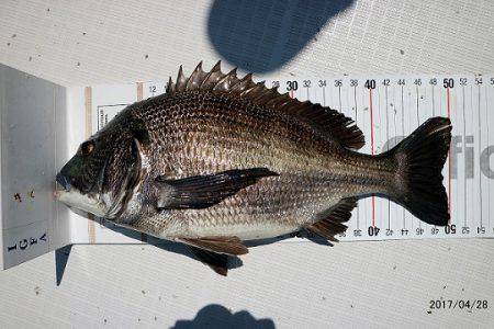 フルコンタクト 釣果