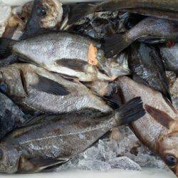 オーフリー 釣果